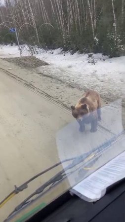 Медведь на трассе