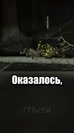 i11ushenka (23)