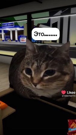 кот купил много чипов для друга и для себя