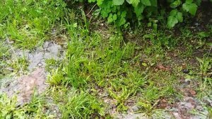 VID_20250609_072415.mp4