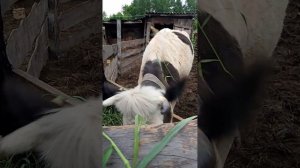 пришли с поля