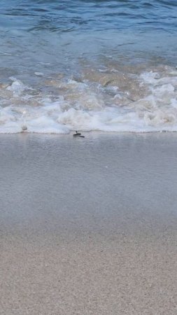 Ужика уносит в море, спасаем