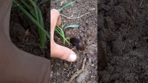 Слизни как сапог.
