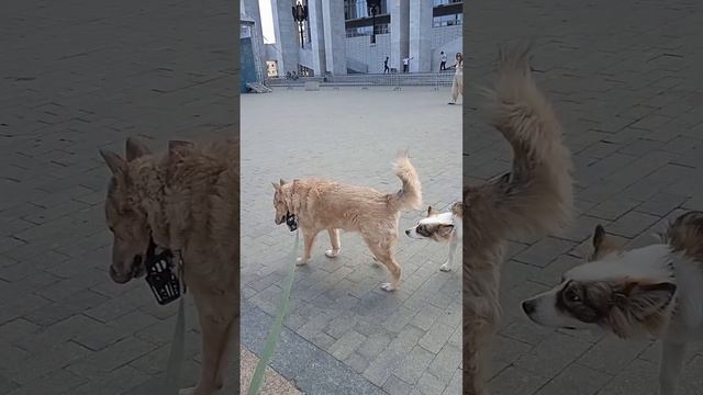 Мотя, Верона, Злата и др.собаки из МП на Экофесте #вдобрыеруки #пермьсобака #приют #помощь #питомцы
