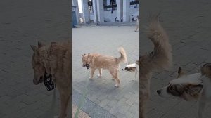 Мотя, Верона, Злата и др.собаки из МП на Экофесте #вдобрыеруки #пермьсобака #приют #помощь #питомцы