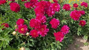 В Крым пришло лето🌝🏖🐩