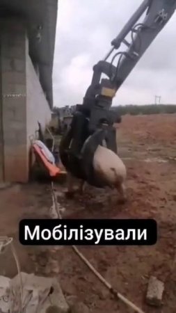 Хрюшку отловили высокотехнологично