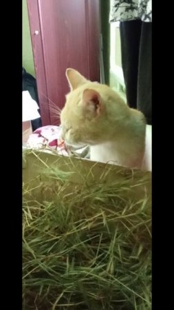 Котик кушает травку