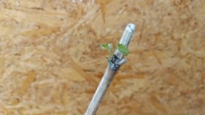 Почему не растут саженцы винограда