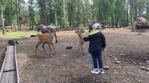 #ЛетоПриключений #БархатныеРога