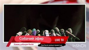 собачий эфир серия первая