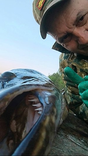 вечерние щуки