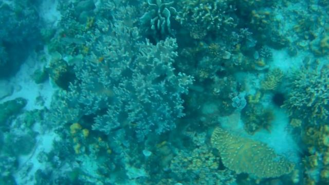 Филиппины. Снорклинг около отеля. Подводный мир филип? смотреть онлайн