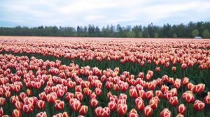 Мощная медитация на снятие внутренних блоков