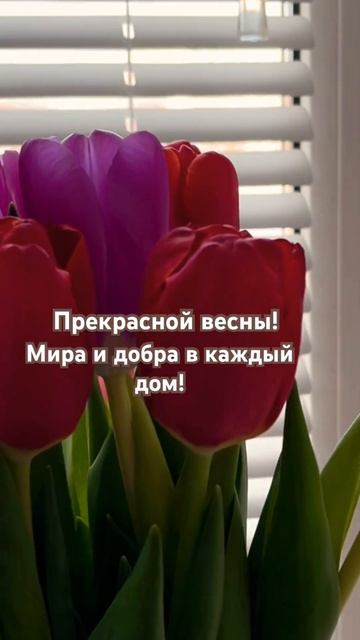 #Ухта …букет тюльпанов…Республика Коми…08.03.2025