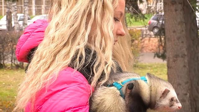 Программа "Рыжий кот" 18.10.2017 смотреть онлайн