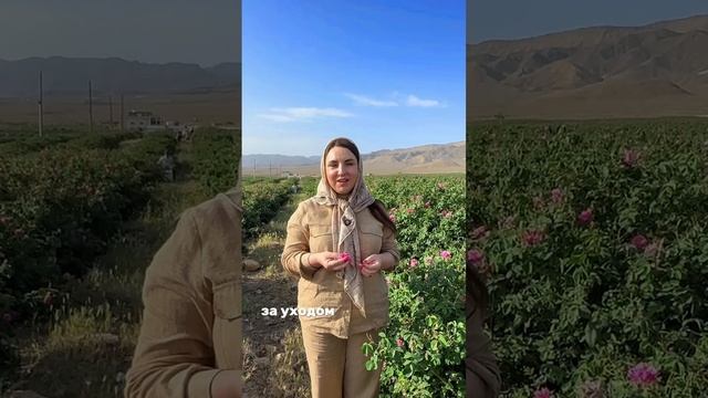 О, роза! Царица цветов, чей бархатный лепесток шепчет на языке страсти слова, неподвластные времени