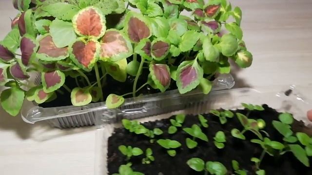 Красивые колеусы