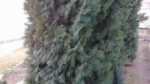 Мой можжевельник