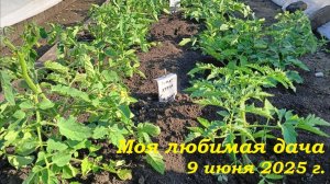 09.06.2025 _ Моя любимая дача