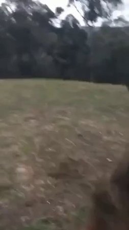Австралийский питомец