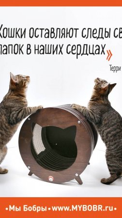 Начинается новая неделя снова с  Бобрами