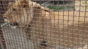 О Шерхане рассказывает гид Минского зоо. 4 июня