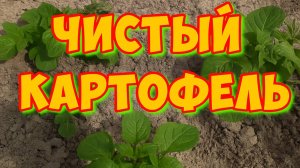 Лазурит. Нет сорняков на картофеле. Обработка картофеля