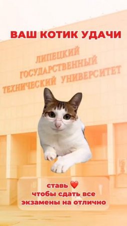 Котик удачи