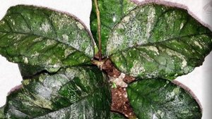 Пополнение коллекции хой😍