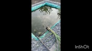 Посадка растений в биоплато. На моём прудике.