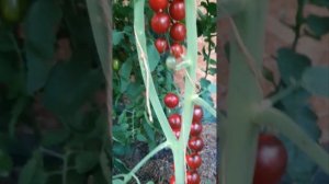 Томаты сорта Индиго Вишнёвая капля (Indigo Cherry drops).