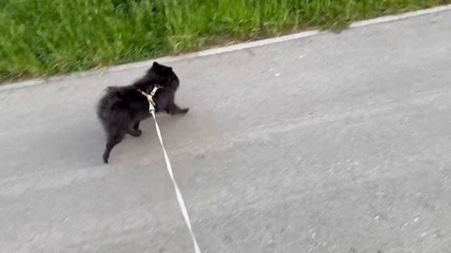 Прогулка с собакой