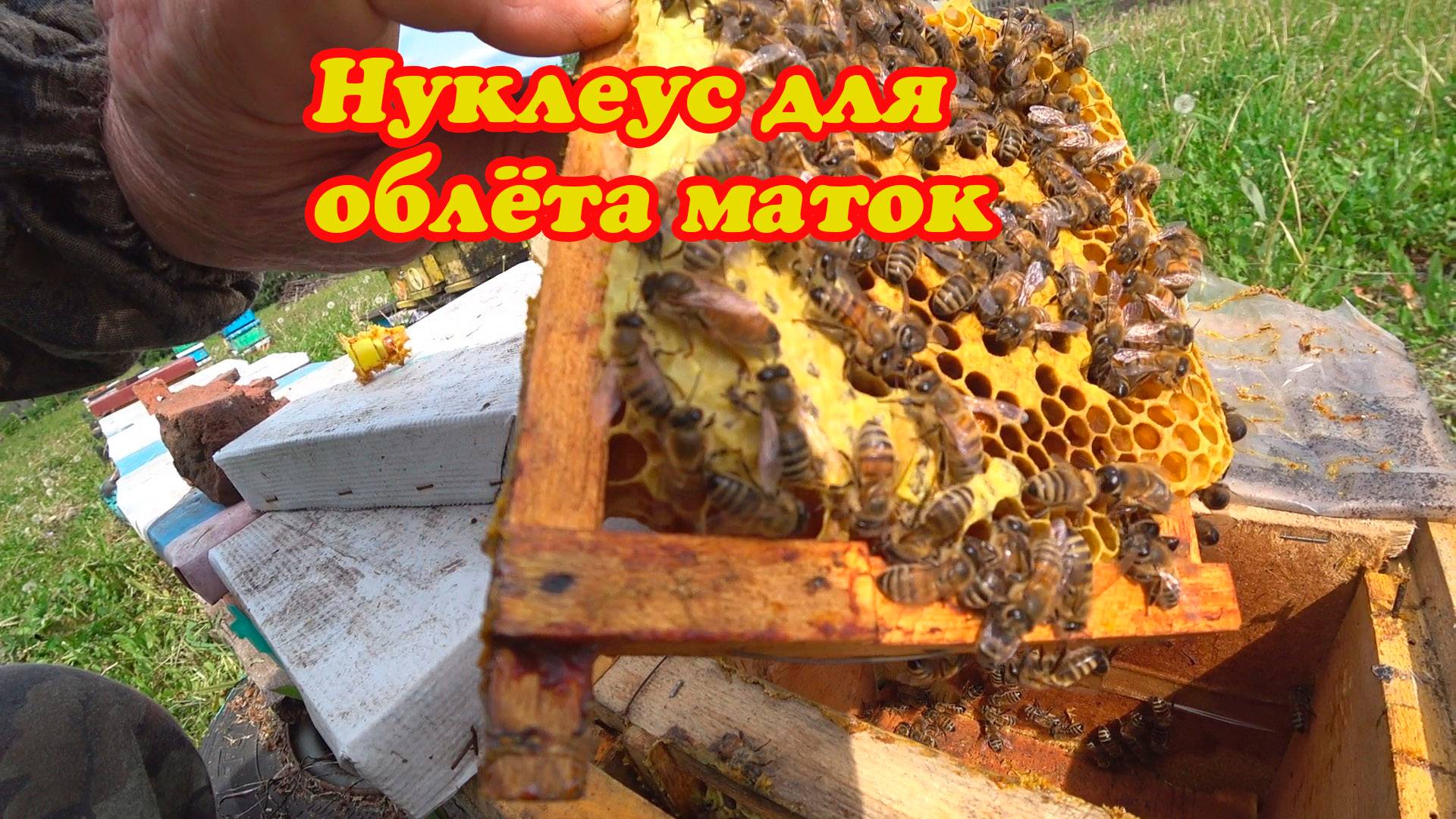 ОТВОДКИ И НУКЛЕУСЫ ДЛЯ ОБЛЁТА МАТОК.