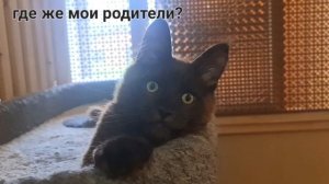 Мейн кун Миг25 счастье