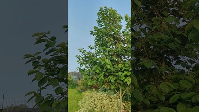 #Черемуха виргинская Шуберт. #Prunus virginiana Shubert 08.06.2025