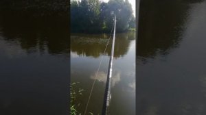 Поймал судака