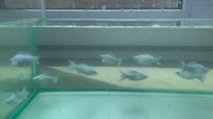 Маллинезия_велифера_платина_09_06_2025