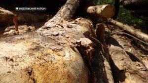 Рубкой леса возмущены жители Павловского района Алтайского края (09.06.25г., Бийское телевидение)