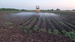 Опрыскивание картофеля гербицидом.