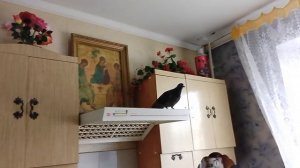 Голубь выздоровел, выпускаю на улицу.