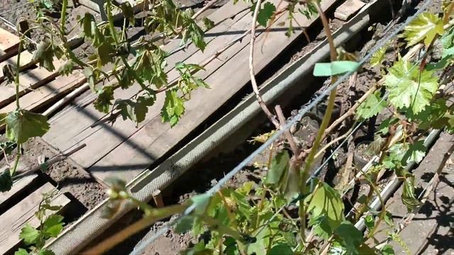 Возвратный заморозок 5. 05. 2024 года