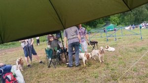 Собачья тусовка на выставке перед рингом. 7.06.25. Москва.