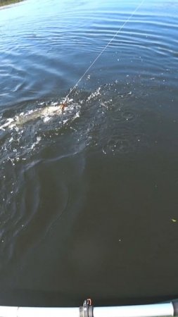 ЗЛОЙ ЩУК на КРУПНЫЙ СИЛИКОН! Рыбалка на спиннинг