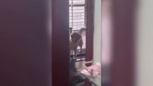 КОГДА ЗАВОДИШЬ СОБАКУ ДЛЯ ЗАЩИТЫ, НО ОНА ВЫЗЫВАЕТ ЛИШЬ СМЕХ