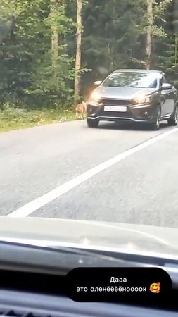 Это собака Настья