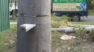 Как правильно валить дерево