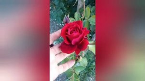 Цветение розы Пьер де Ронсар (Эден Роуз) начало июня 2025 года первая волна