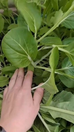 Бэби салат Здорово живём смесь