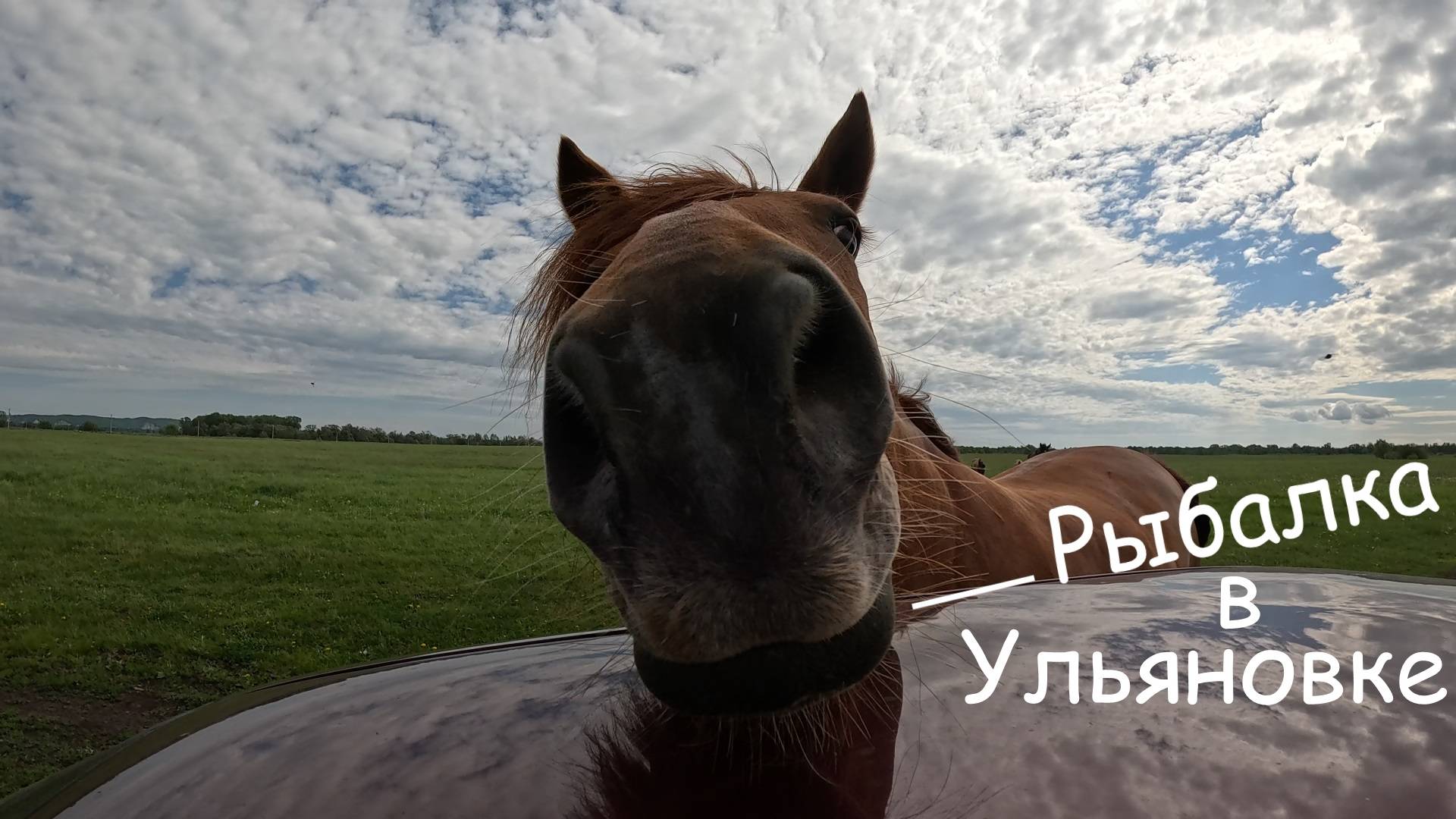 Напали Лощади еле ноги унес ( Рыбалка 2025 )